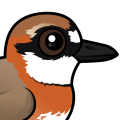 Birdorable Siberian Sand-Plover