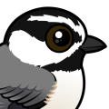 Birdorable Mountain Chickadee