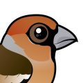 Birdorable Hawfinch