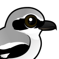 Birdorable Northern Shrike