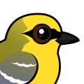 Birdorable Blue-winged Warbler