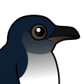 Birdorable Little Penguin
