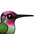 Birdorable Anna's Hummingbird