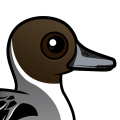 Birdorable Northern Pintail