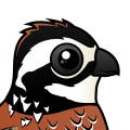Birdorable Northern Bobwhite