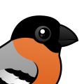 Birdorable Eurasian Bullfinch