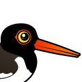 Birdorable American Oystercatcher