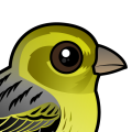 Birdorable Atlantic Canary