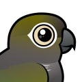 Birdorable Burrowing Parakeet