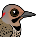 Birdorable Northern Flicker