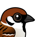 Birdorable Eurasian Tree Sparrow