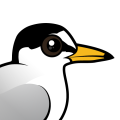 Birdorable Little Tern