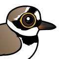 Birdorable Little Ringed Plover