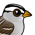 Birdorable White-crowned Sparrow