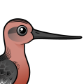 Birdorable Bar-tailed Godwit