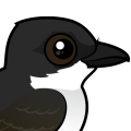 Birdorable Eastern Kingbird