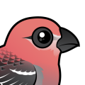 Birdorable Pine Grosbeak