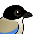 Birdorable Iberian Magpie