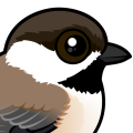 Birdorable Gray-headed Chickadee