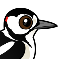 Birdorable Great Spotted Woodpecker
