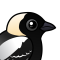 Birdorable Bobolink
