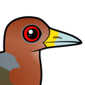 Birdorable Rufous-necked Wood-Rail