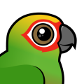 Birdorable Golden-capped Parakeet