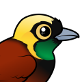 Birdorable Greater Bird-of-paradise