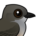 Birdorable Say's Phoebe