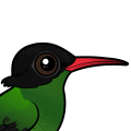 Birdorable Red-billed Streamertail