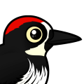 Birdorable Acorn Woodpecker