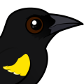 Birdorable Yellow-shouldered Blackbird