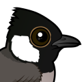 Birdorable White-eared Bulbul