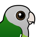 Birdorable Gray-headed Lovebird