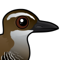 Birdorable Guam Rail