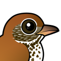 Birdorable Wood Thrush