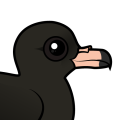Birdorable Flesh-footed Shearwater