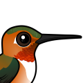 Birdorable Rufous Hummingbird