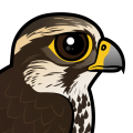 Birdorable Saker Falcon