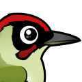 Birdorable Green Woodpecker