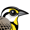 Birdorable Eastern Meadowlark