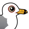 Birdorable Ring-billed Gull