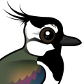 Birdorable Northern Lapwing