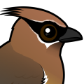 Birdorable Cedar Waxwing