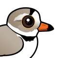 Birdorable Piping Plover