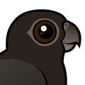 Birdorable Greater Vasa-Parrot