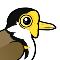 Birdorable Masked Lapwing