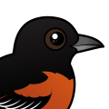 Birdorable Orchard Oriole