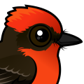 Birdorable Vermilion Flycatcher