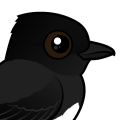 Birdorable Black Phoebe